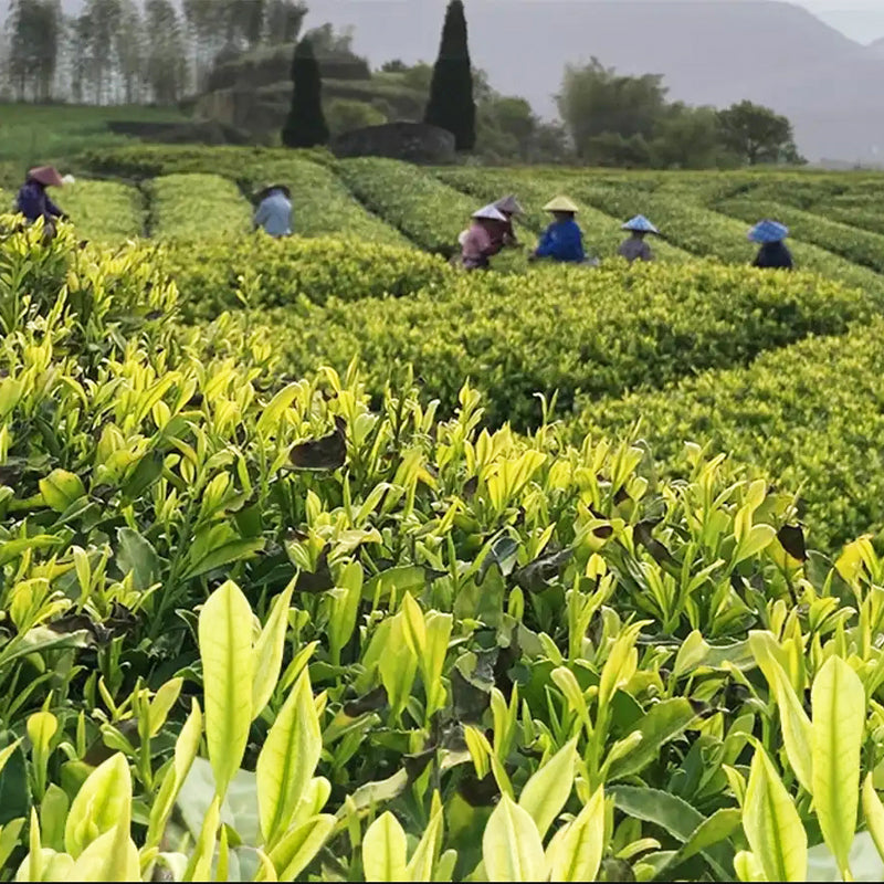 Camellia sinensis, Anji white tea plant. 安吉白茶苗