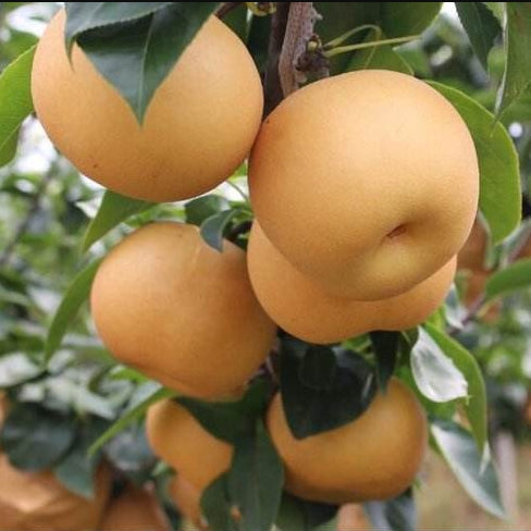 Akizuki Japanese Premium Asian Pear tree, Autumn Moon Pear あきづき（秋月梨）秋月梨