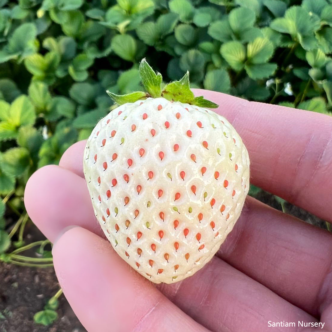 Japanese Angel's Strawberry, White Strawberry, 10 bare root plants,天使のいちご AE