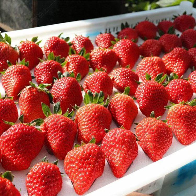 6 Japanese Benikahime Strawberry Plants, 紅香姫 べにかひめ