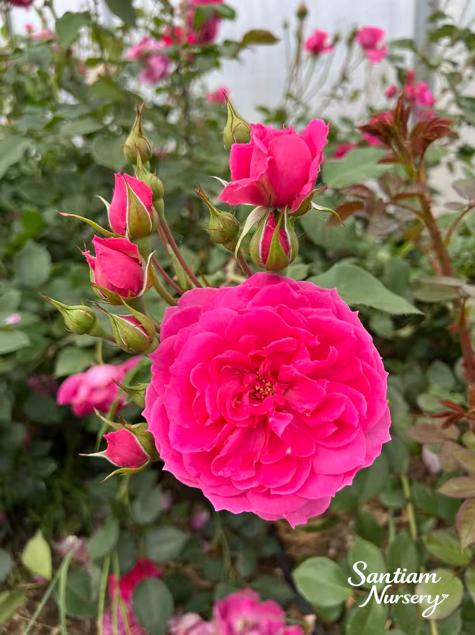Parade Climbing Rose – Large Pink Blooms, Vigorous Hardy Climber, Live Potted Plant