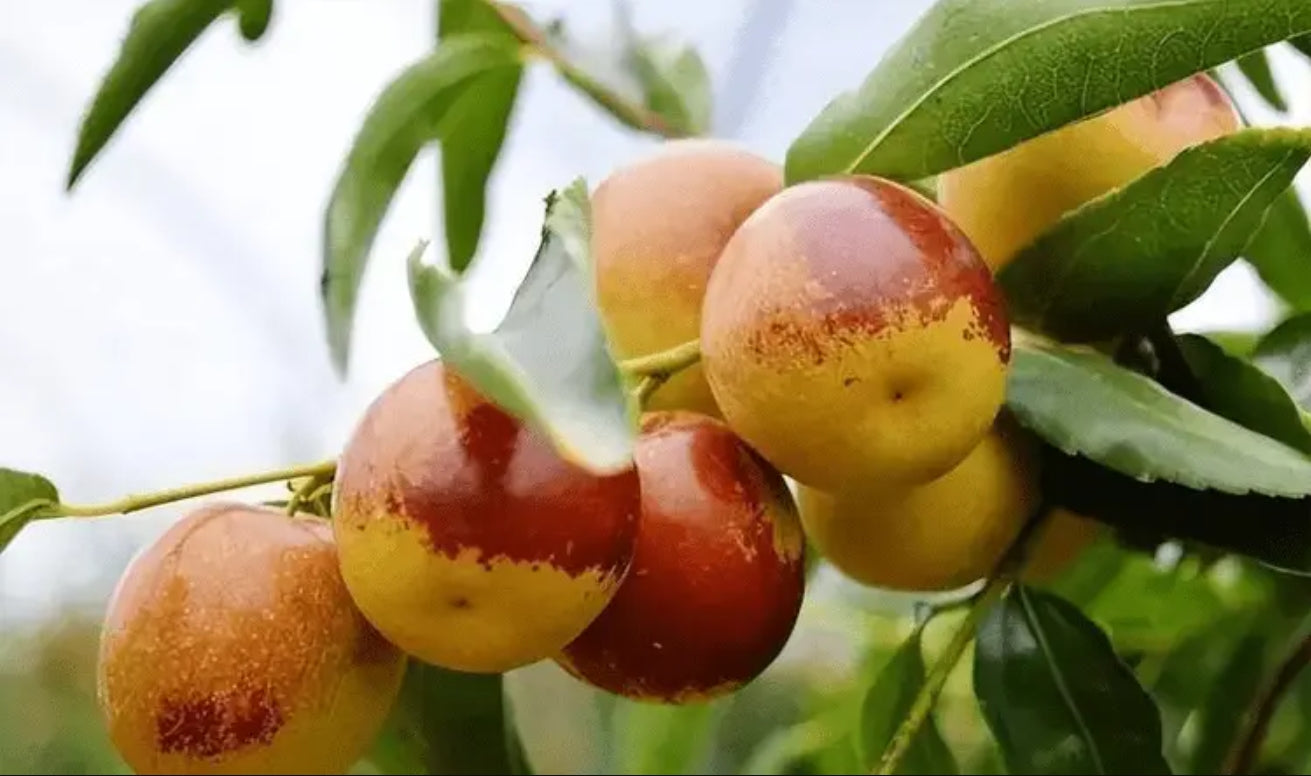 Dong Jujube Plant, Winter Jujube, Zhanhua Dong Zao, Chinese Date, Bare Root 沾化冬棗（テンカとうそう），沾化冬枣苗