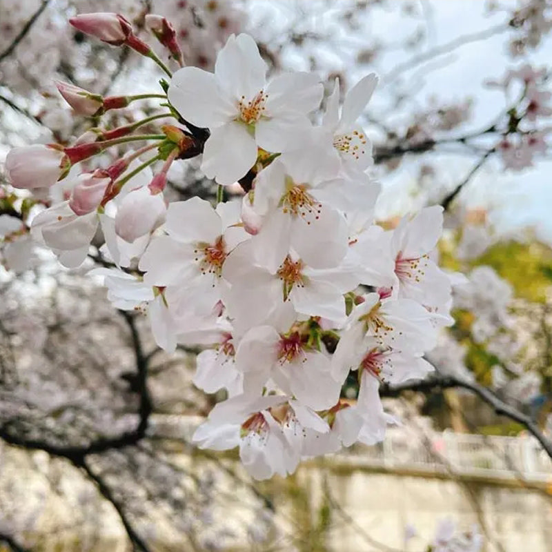 Somei-yoshino Japanese Flowering Cherry Tree, Bare Root  染井吉野 ソメイヨシノ