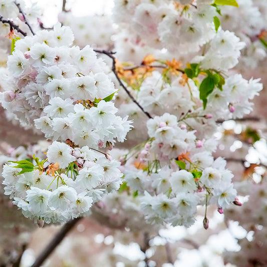 Shirofugen Flowering Cherry Tree, Bare Root 白普賢，シロフゲン