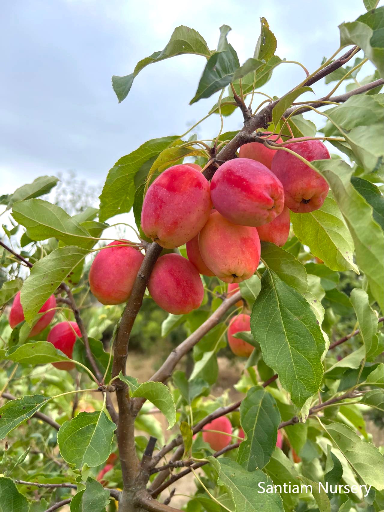 Centennial Crabapple tree, bare root, 甜蜜小苹果，海棠果