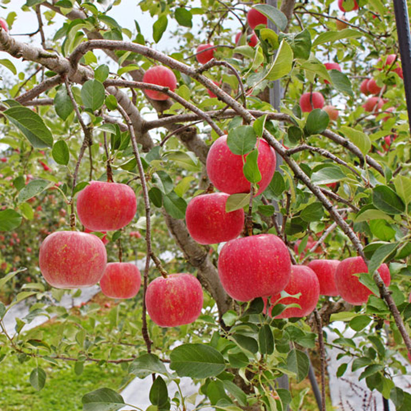 Japanese Fuji Apple Tree, bare root, 红富士苹果， ふじりんご