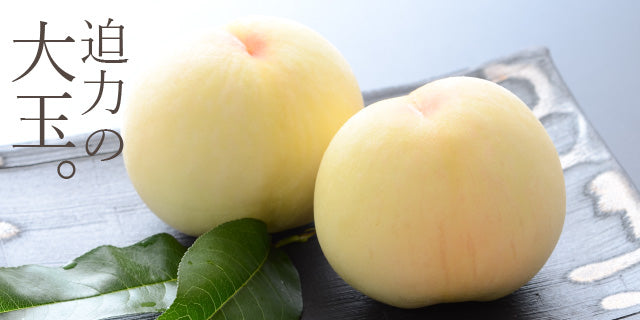 Japanese Hakuho Honey Peach Tree, 白鳳（はくほう，Hakuhō）すいみつとう（白凤水蜜桃）