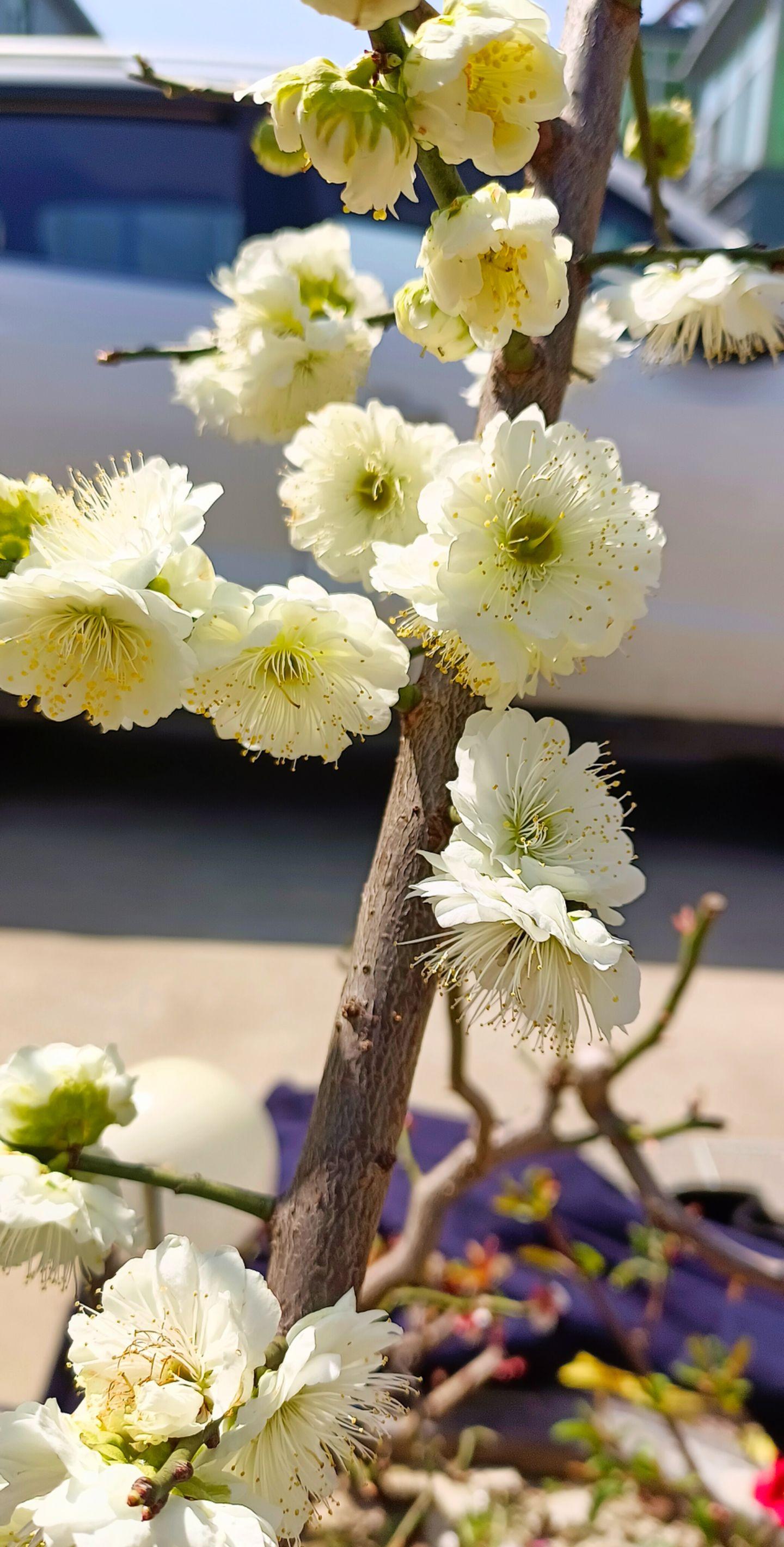 Tsukikage Ume, Golden Coin Green-Calyx Flowering Apricot Tree, 月影梅,金钱绿萼梅花