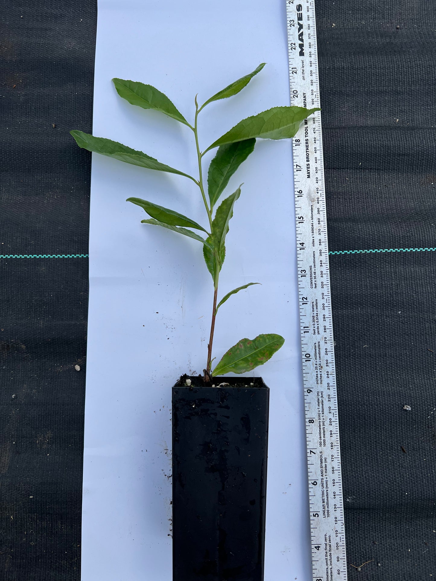 Camellia sinensis, Chinese green tea plant. Jiukeng group tea plant. 鸠坑种绿茶苗