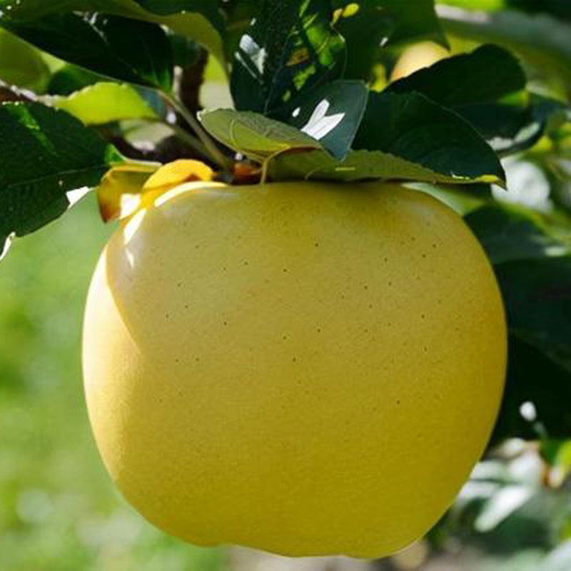 Shinano Gold Apple tree, bare root. 信濃金