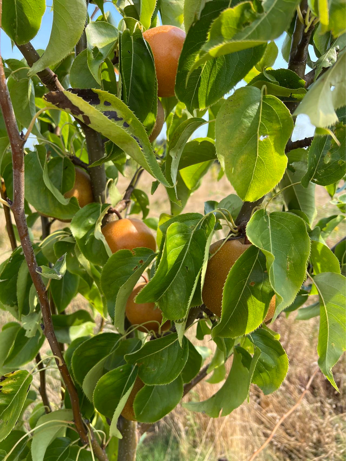Korean Noryang Giant Asian Pear Tree, bare root – Santiam Nursery