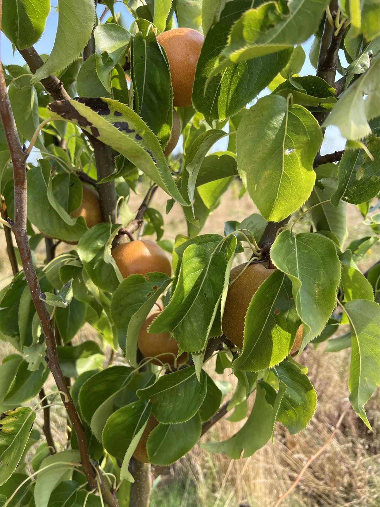 Korean Noryang Giant Asian Pear Tree, bare root