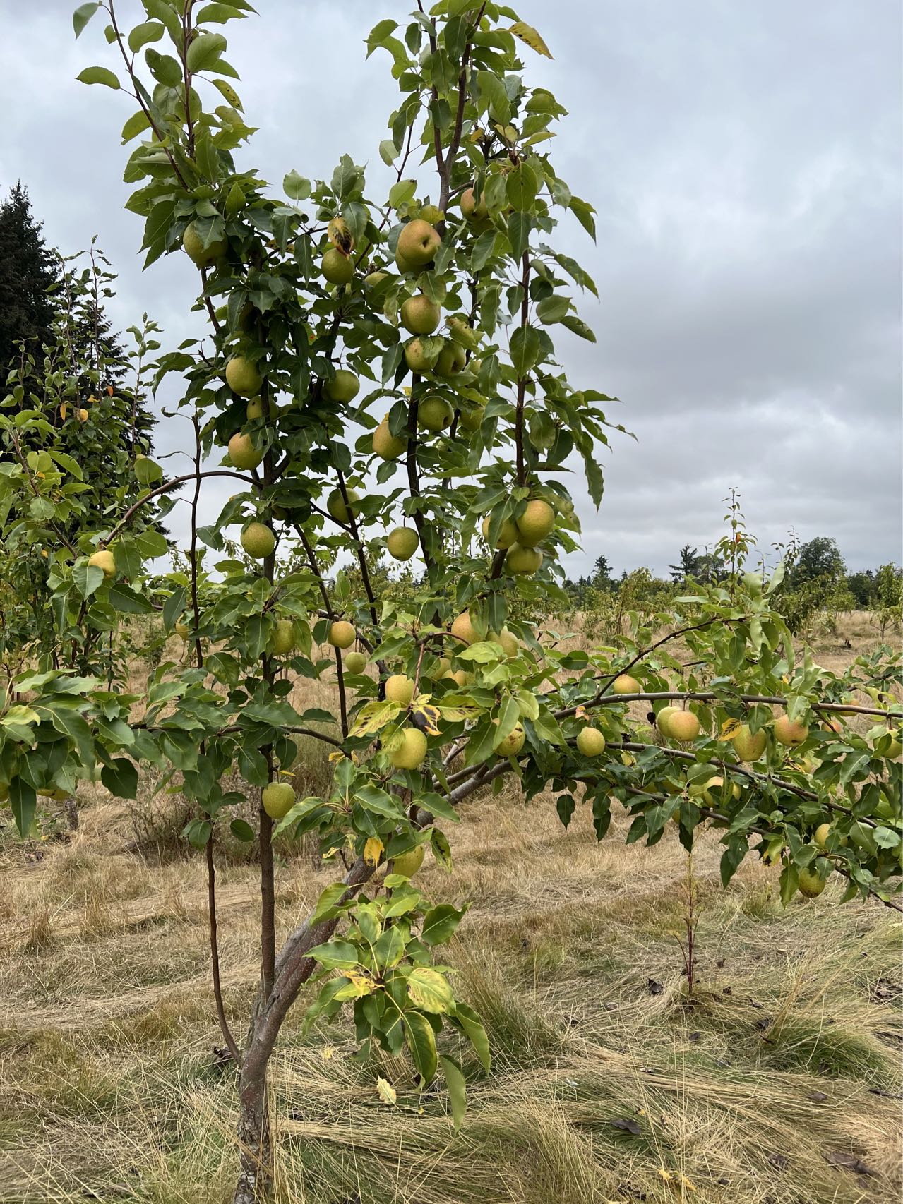 Emerald Crisp Asian Pear Tree, bare root,early variety, sweet and cris ...