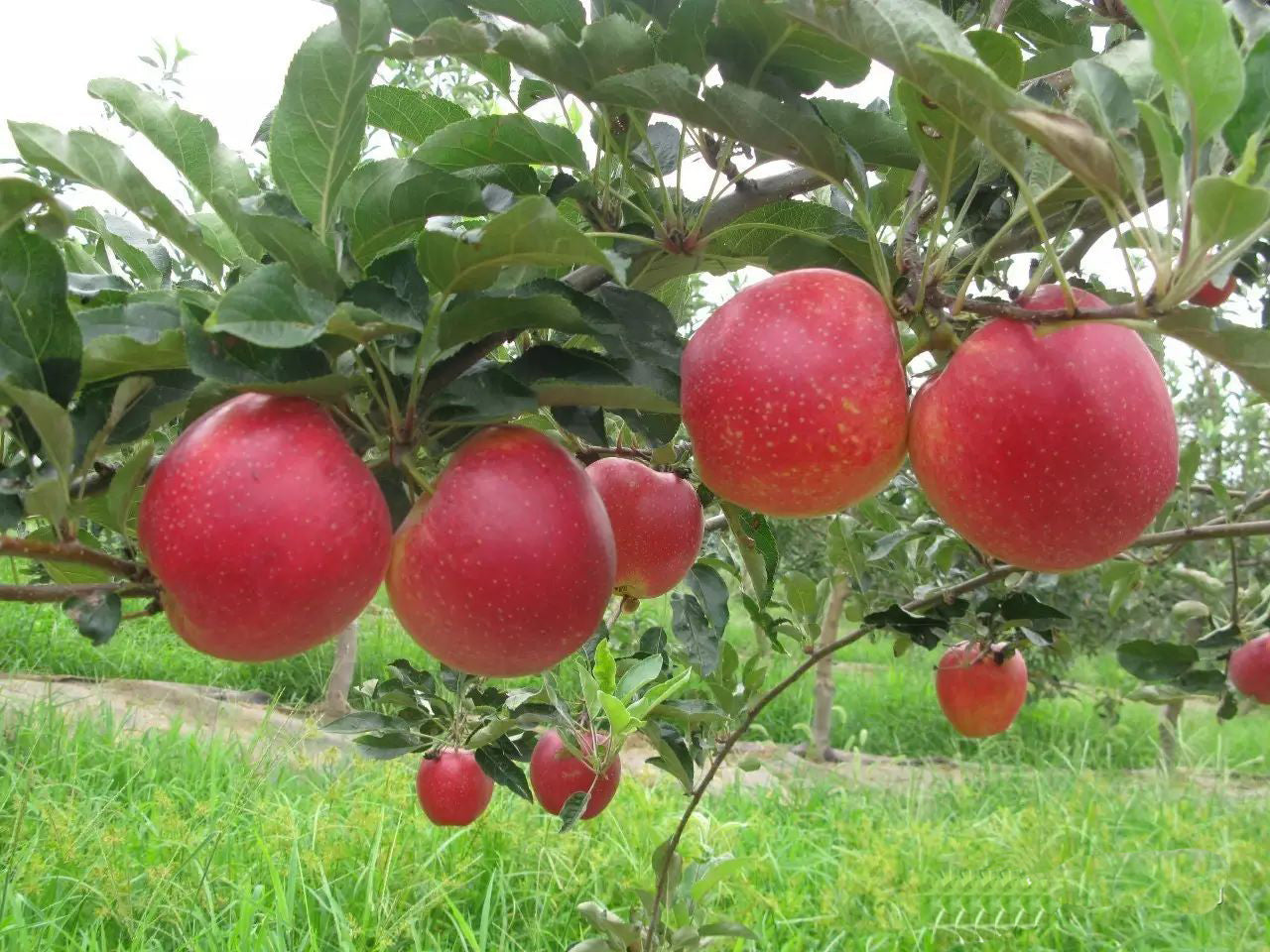 Red Gala Apple Tree on M7, bare root