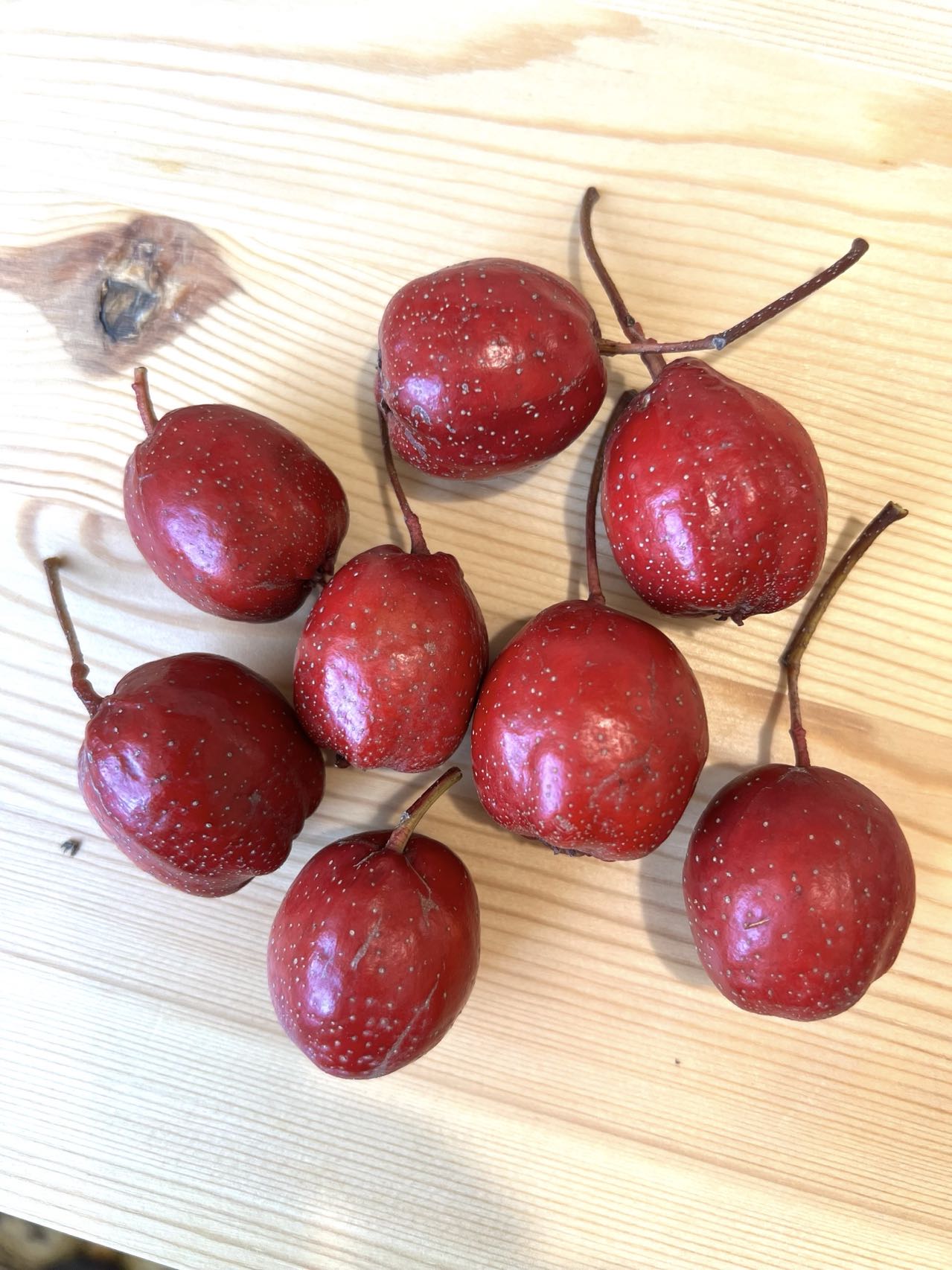 Giant Star Chinese Hawthorn tree, bare root, 大五棱山楂， 山査子（サンザシ）