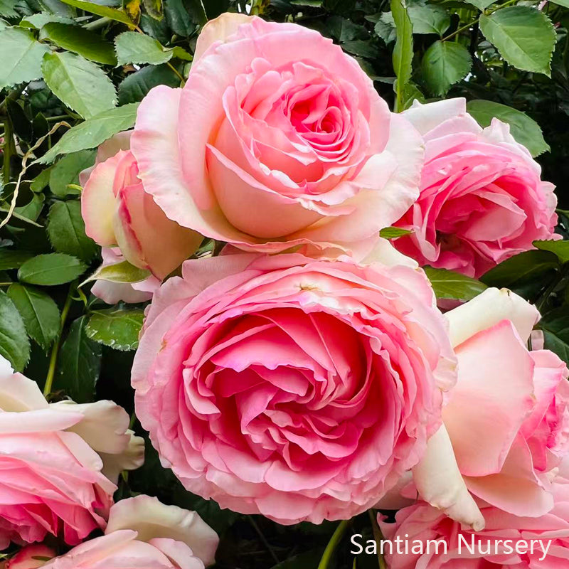 Pink Eden Climbing Rose, Eden Climber,Rosa 'Pierre de Ronsard'， Potted