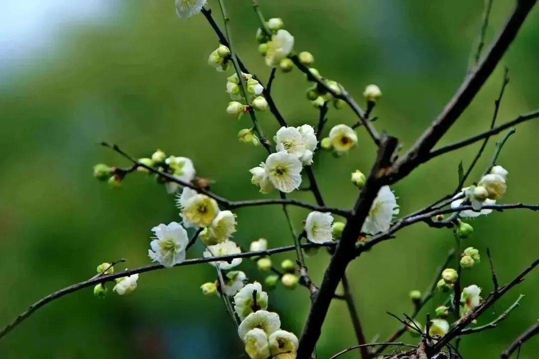 Green Ume Flowering Apricot tree, bare root, White flower petals Green Sepals. 绿萼梅花 US Seller