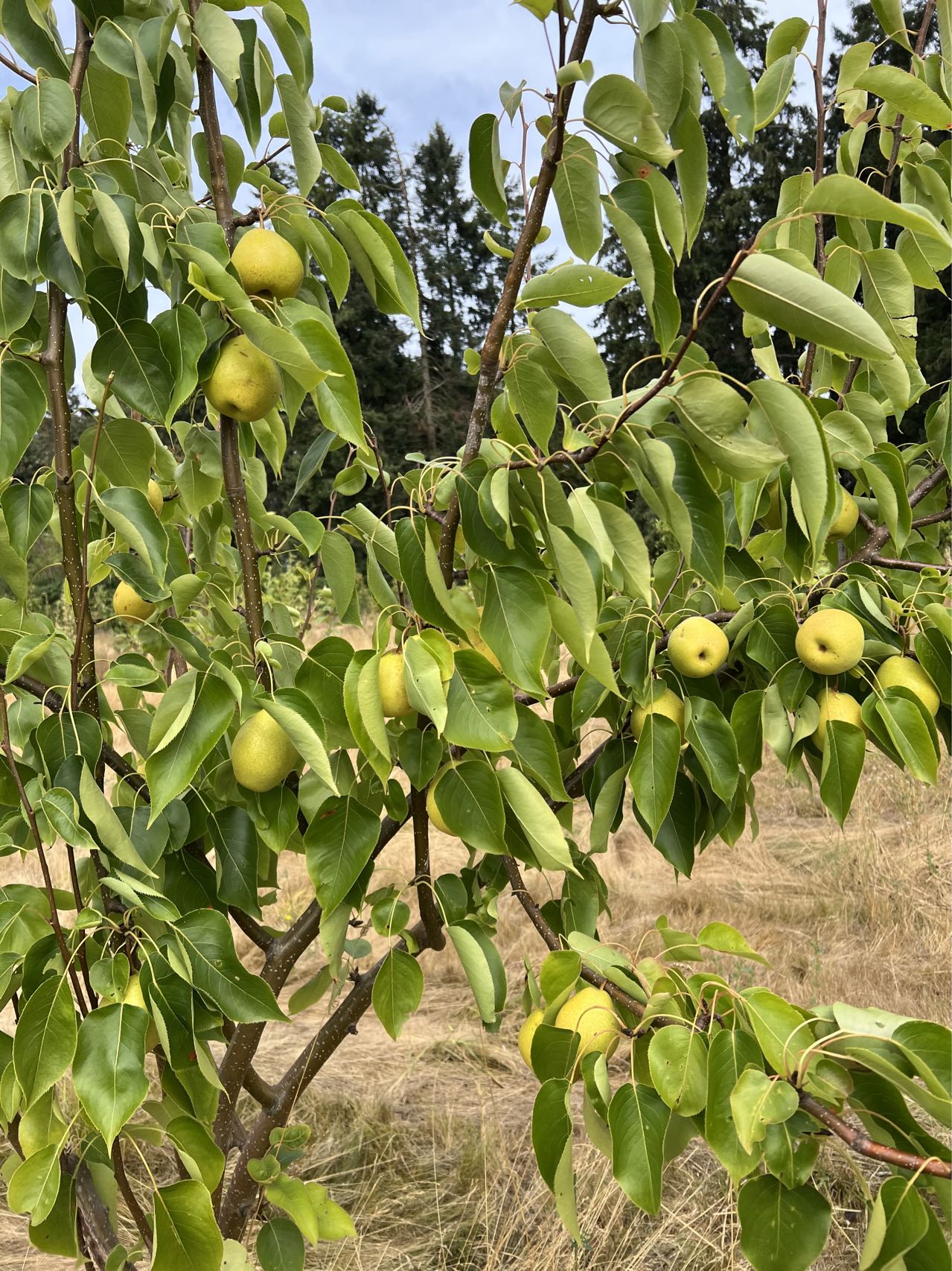 Honey Jar Asian Pear Tree, bare root, Very Sweet, Very Juicy, Very Early