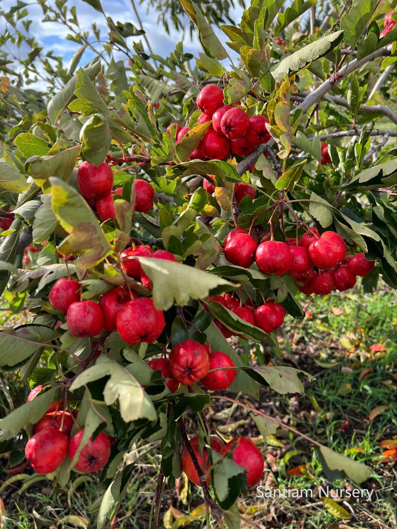 Giant Red Orange Chinese Hawthorn tree, bare root. 金桔红山楂，山査子（サンザシ）