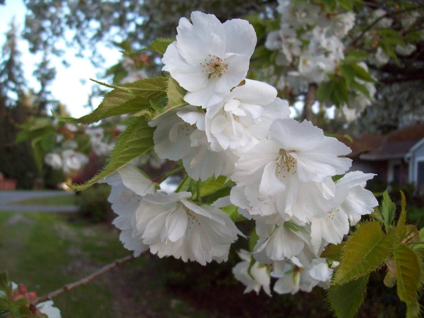 Mount Fuji Japanese Flowering Cherry, Shirotae ,白妙,シロタエ