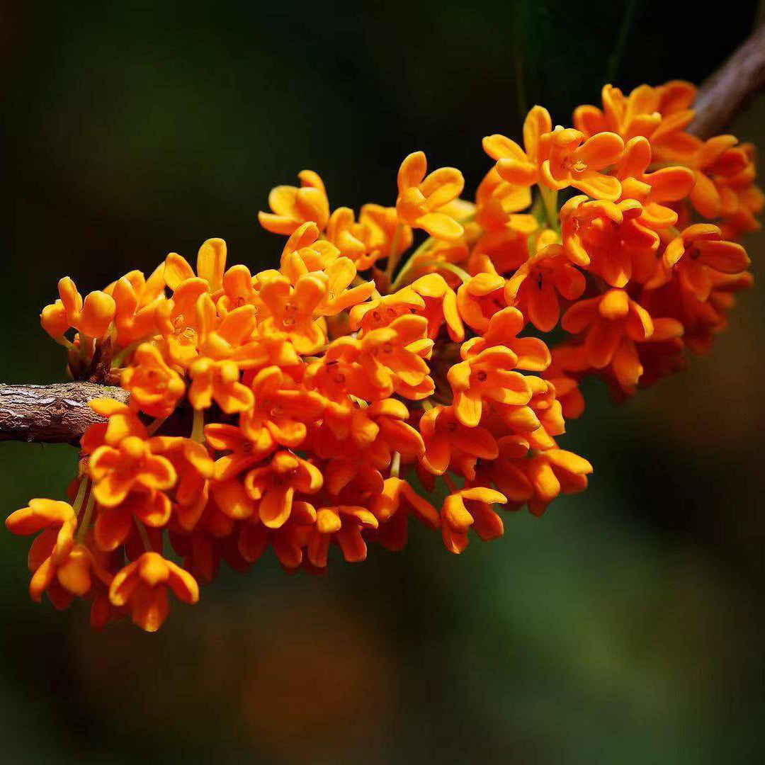 Orange Sweet Osmanthus tree, Fragnant Tea Olive, 丹桂 ，桂花树苗 木犀の花