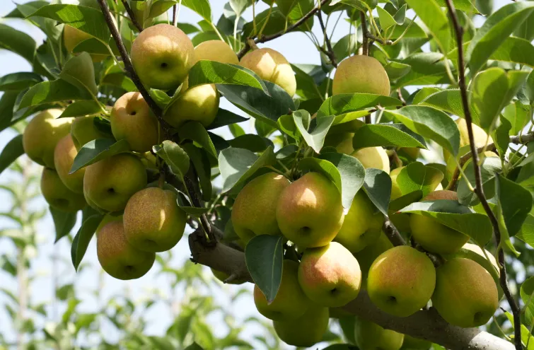 Xinjiang Korla Fragrant Pear tree, Bare root 庫爾勒香梨(コルラシャンリー),库尔勒香梨 ...