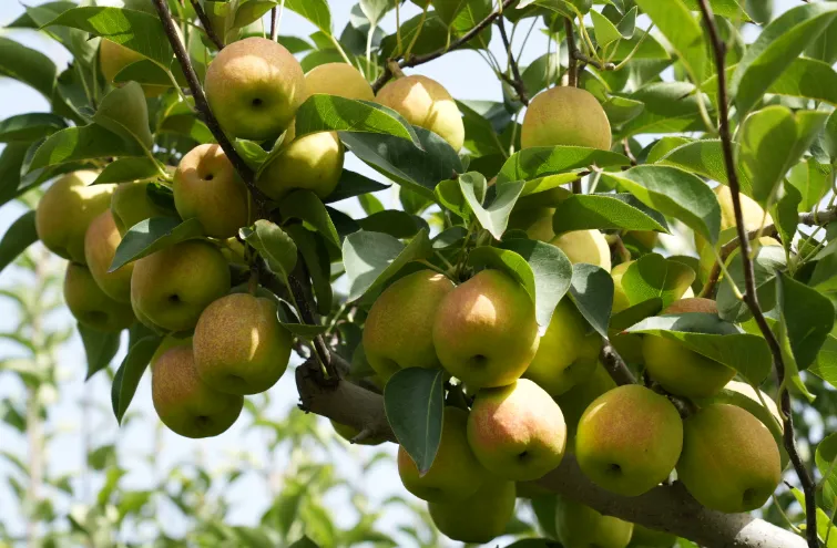 Xinjiang Korla Fragrant Pear tree, Bare root 庫爾勒香梨（コルラシャンリー）,库尔勒香梨