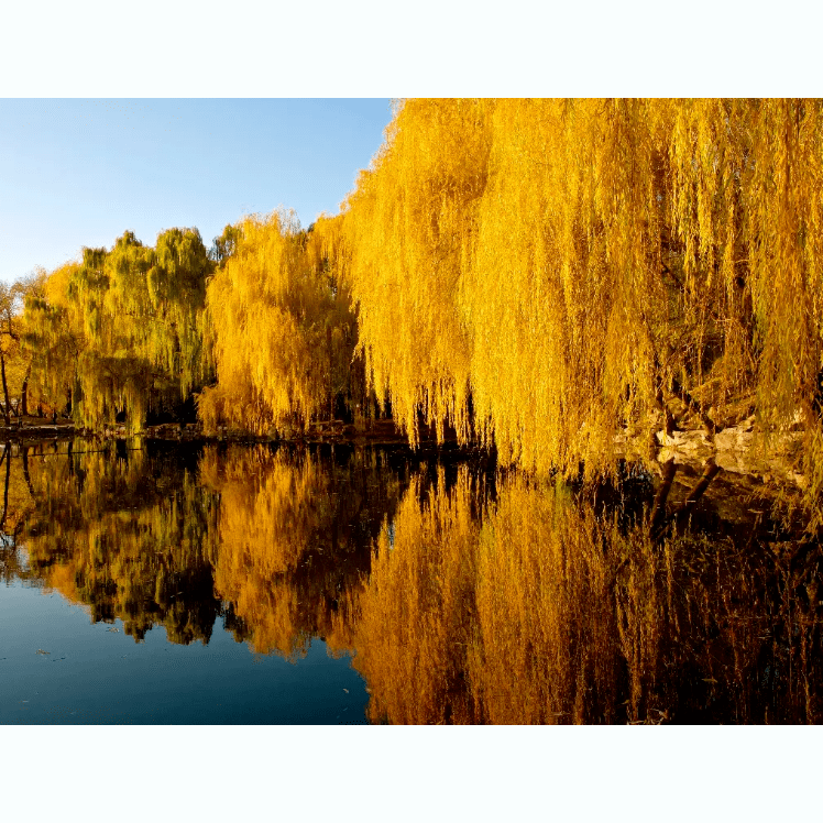 Golden weeping willow plant , perfect for bonsai