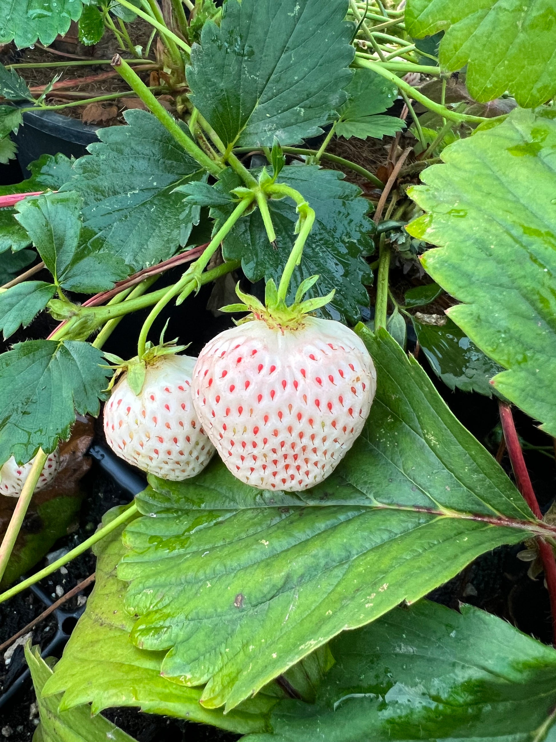 white strawberry seeds japan Japanese Angel's Strawberry, White Strawberry,天使のいちご AE