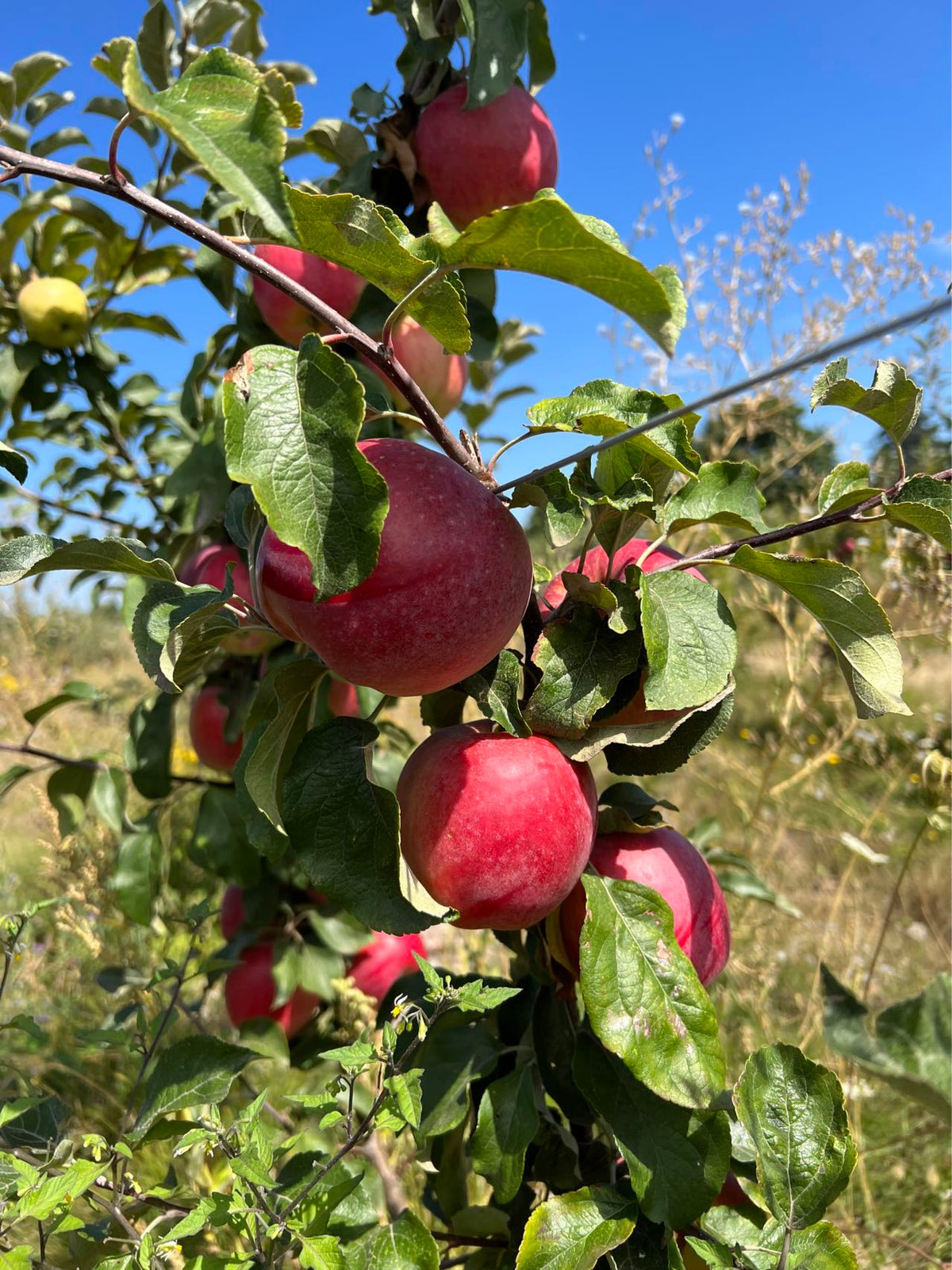 Mighty Apple Tree Santiam Red Giant Apple Tree on M7, bare root,3/8