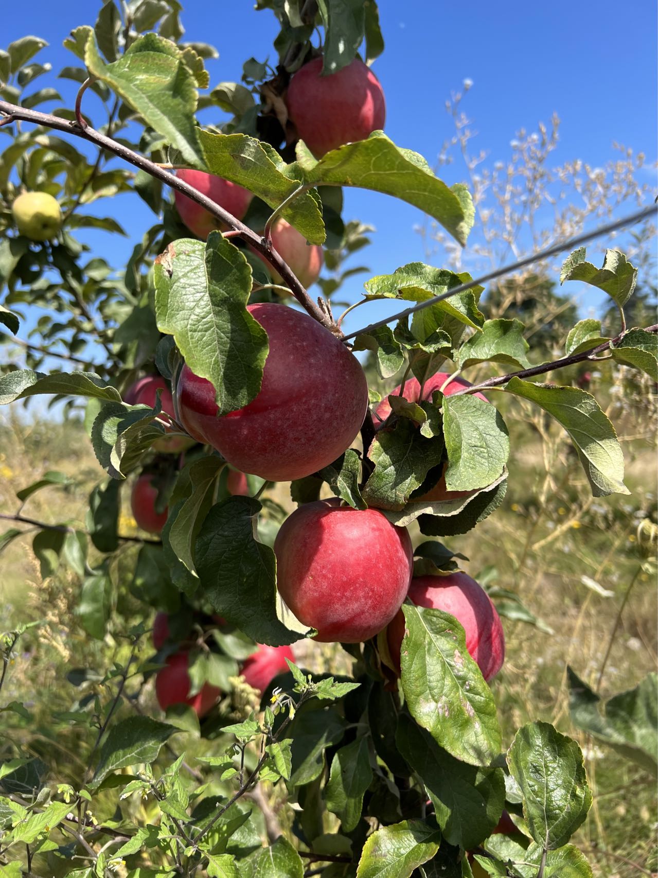 Santiam Red Giant Apple Tree on M7, bare root,3/8" 32 iches tall