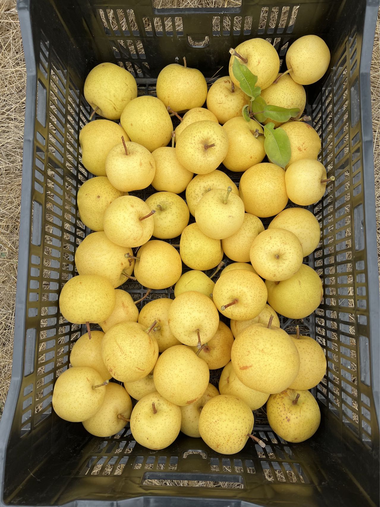 Korean Golden Pear Tree, bare root, 황금배, 韩国黄金梨