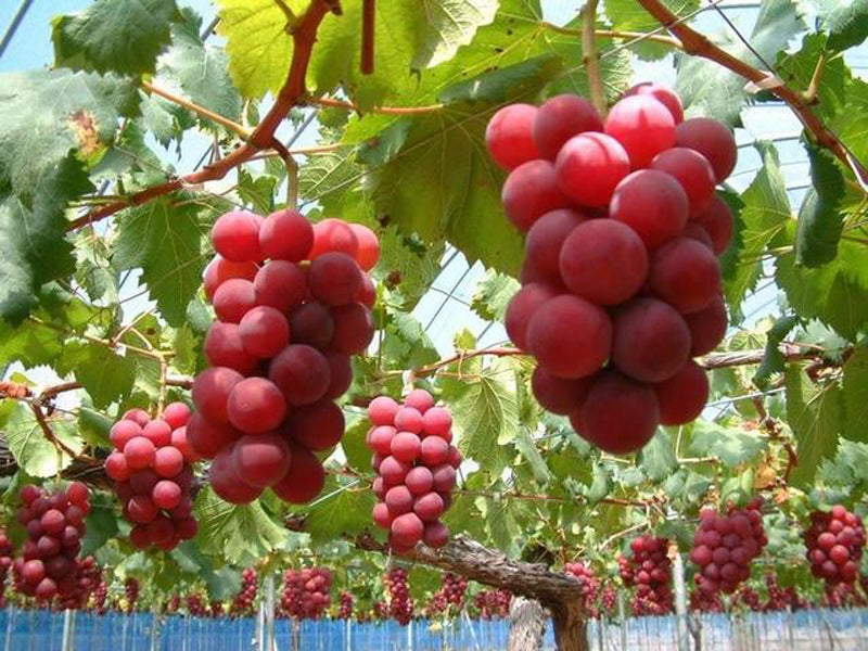 Japanese Ruby Roman Grape Vine, Bare Root, Ishikawa Ruby Roman, ルビーロマン,浪漫红宝石葡萄，罗马红宝石