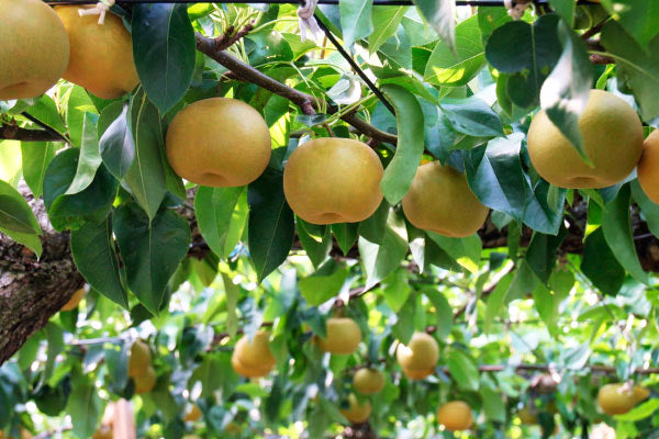 Akizuki Japanese Premium Asian Pear tree, Autumn Moon Pear あきづき（秋月梨）秋月梨