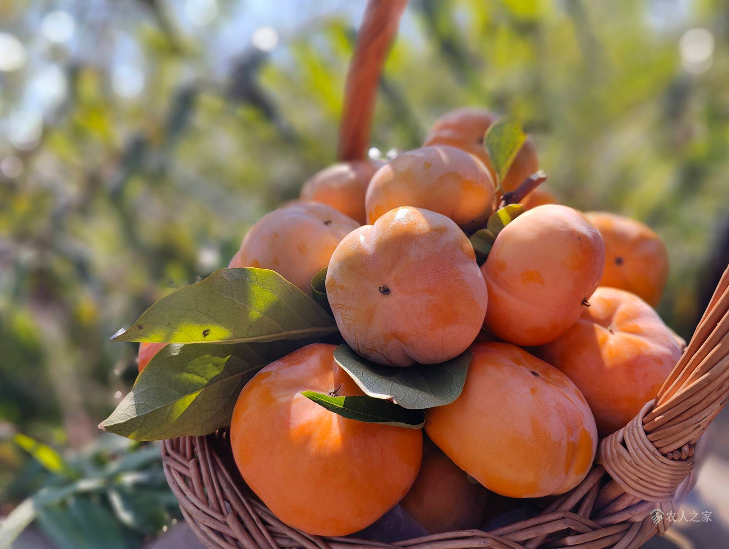 Fuyu Jiro Japanese Persimmon Tree 次郎（じろう）完全甘柿  次郎日本甜柿