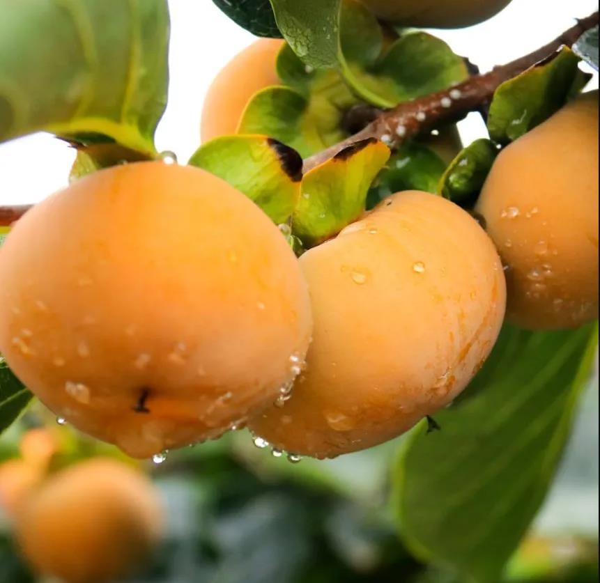 Fuyu Imoto Japanese Persimmon tree, 富有柿(ふゆうがき) 甘柿の王， 富有日本甜柿