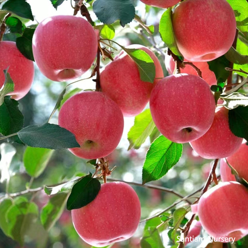 Japanese Fuji Apple Tree, bare root, 红富士苹果， ふじりんご