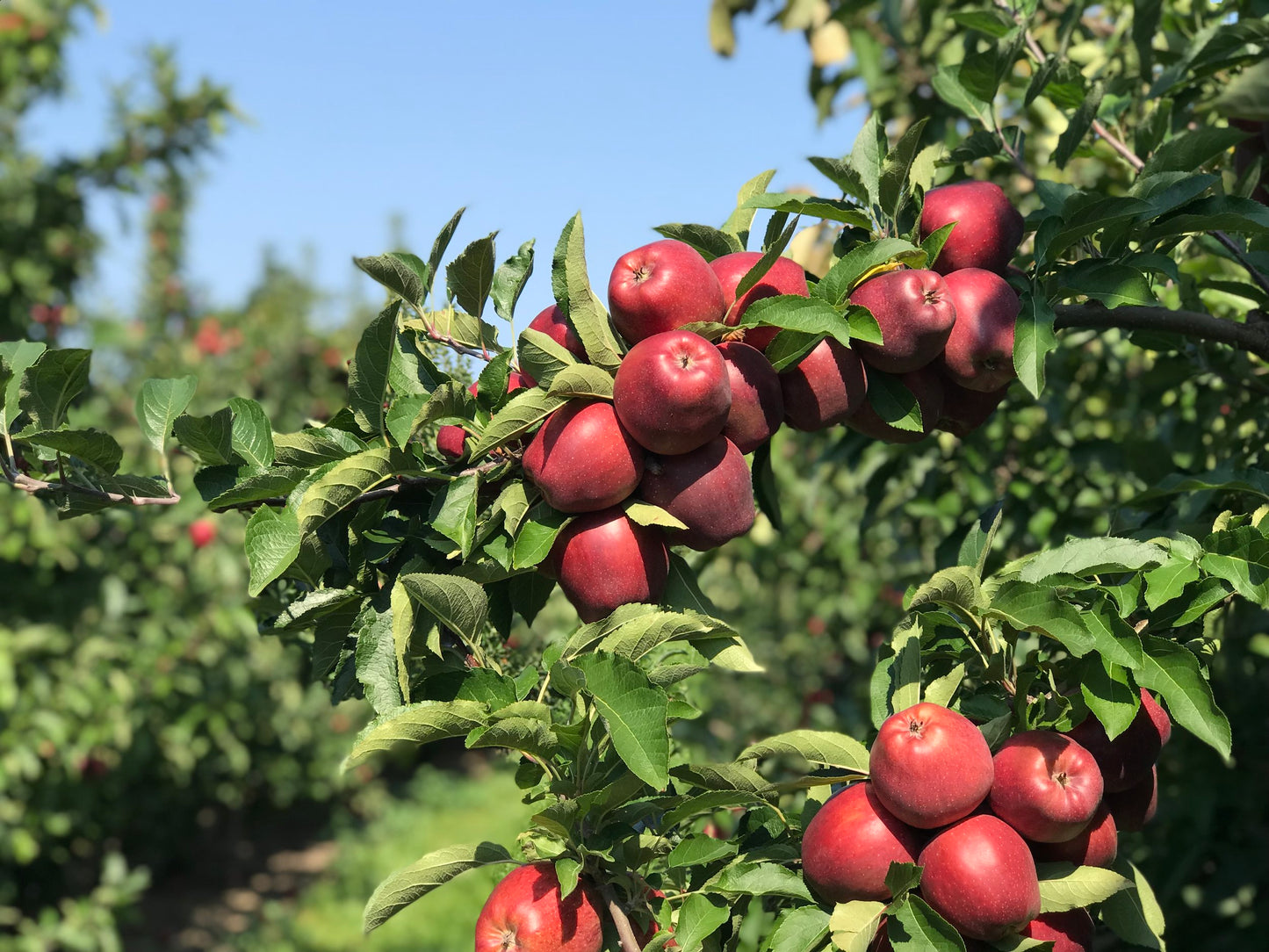 Red Delicious Apple Tree on M7, bare root, スターキング・デリシャス　リンゴ, 红星苹果