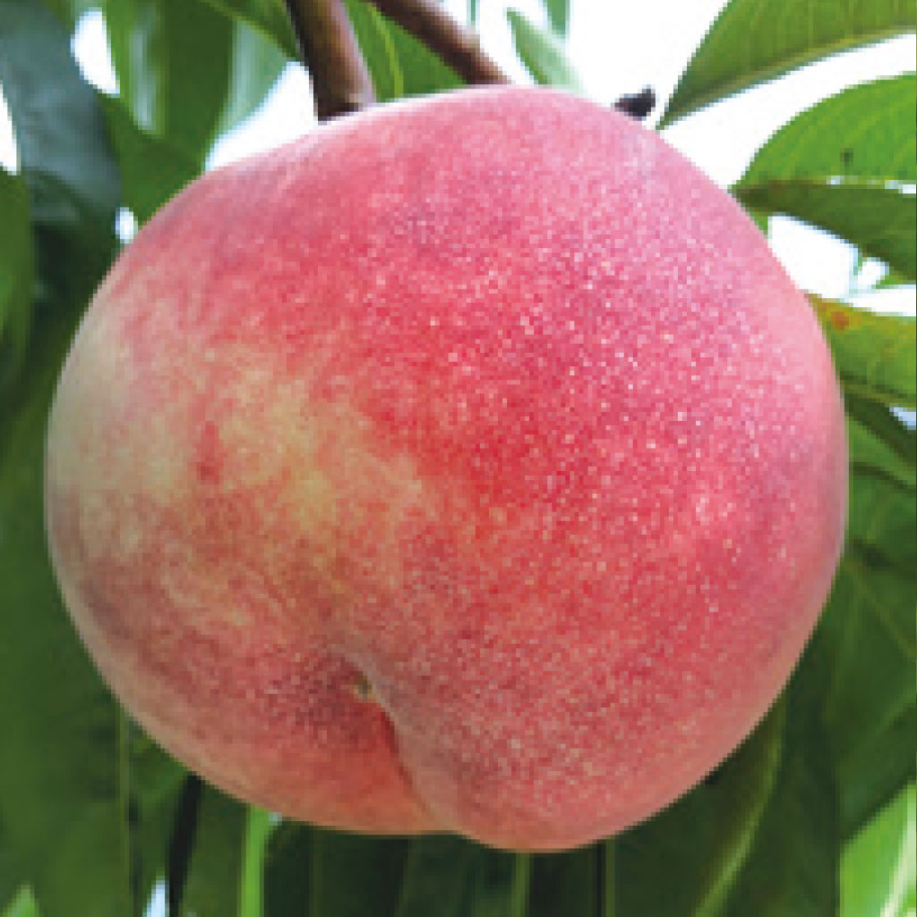 Japanese Tousui Peach Tree, 桃水とうすい