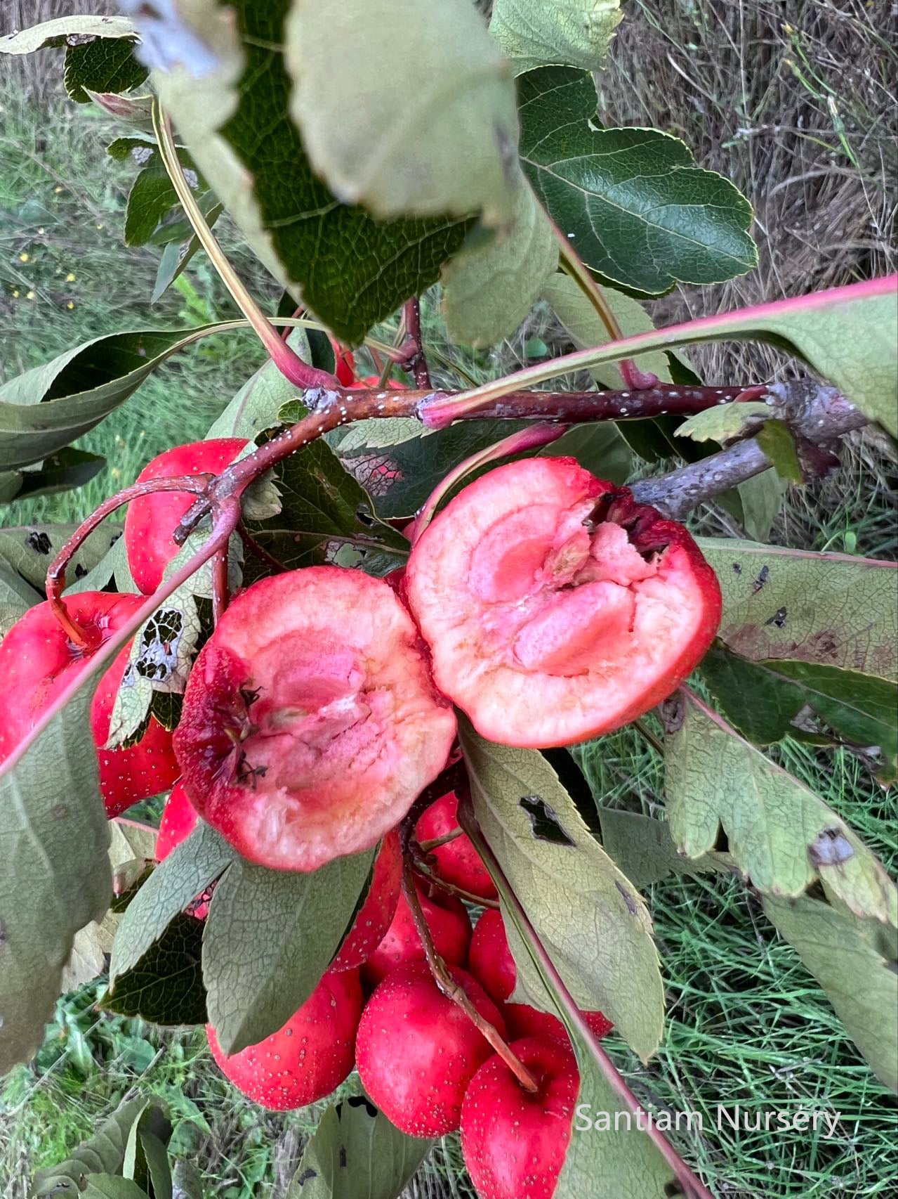 Giant Red Orange Chinese Hawthorn tree, bare root. 金桔红山楂，山査子（サンザシ）