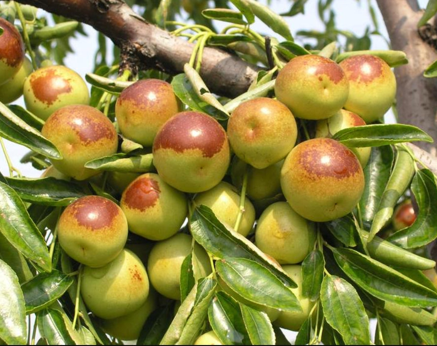 Dong Jujube Plant, Winter Jujube, Zhanhua Dong Zao, Chinese Date, Bare Root 沾化冬棗（テンカとうそう），沾化冬枣苗