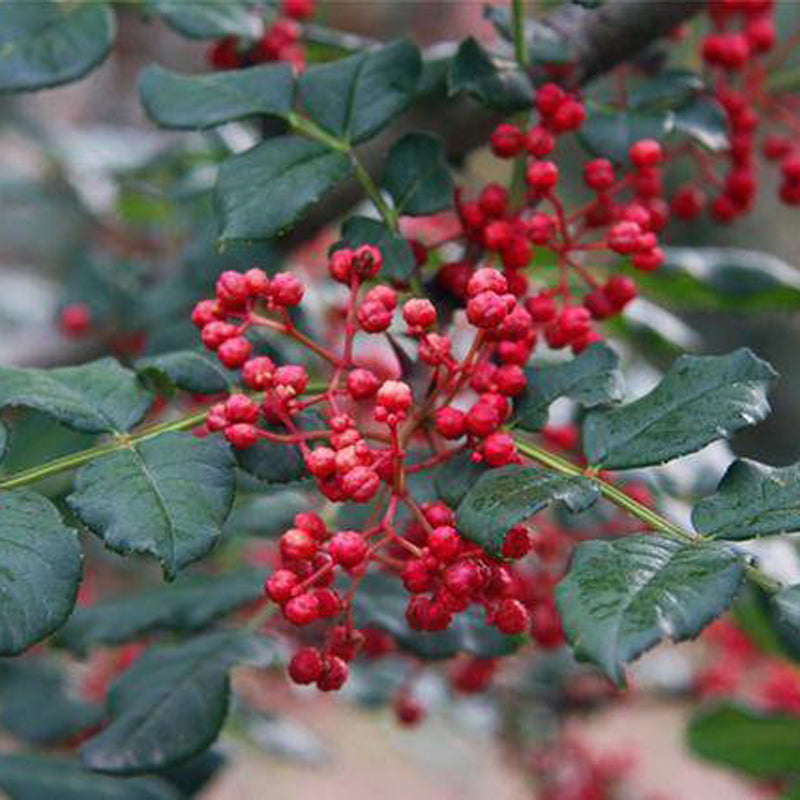 Sichuan Pepper, Hanyuan Da Hong Pao,(Szechuan Peppercorn, Hua Jiao) 汉源大红袍花椒树， 3 feet tall, One gallon pot