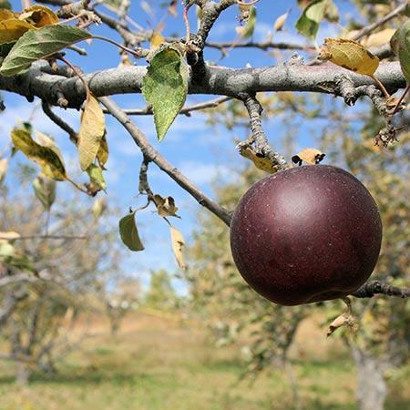 Arkansas Black Apple Tree on M7, bare root