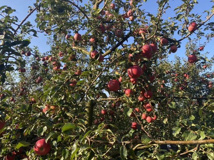 SugarCrisp Apple Tree on M7, Super sweet and crisp.