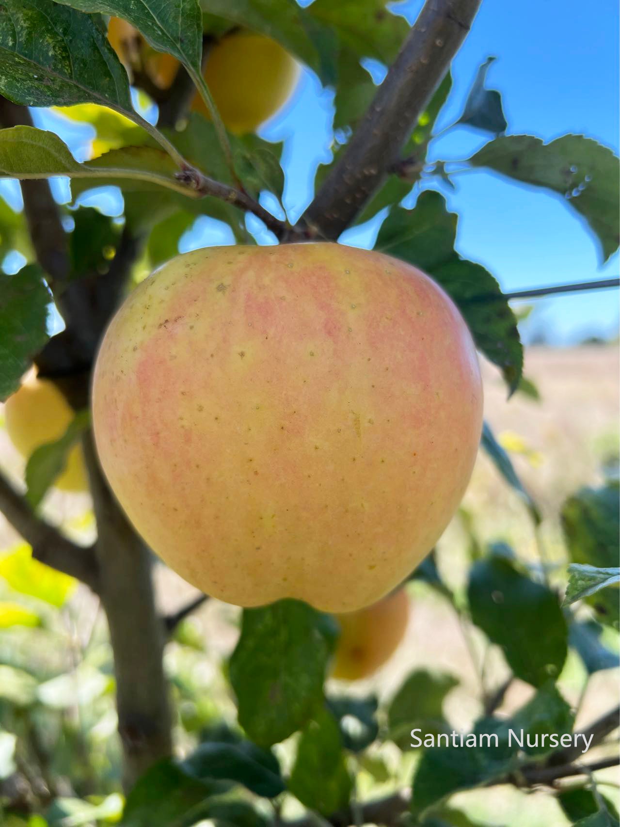 Japanese Aomori Toki apple tree, bare root, 青森水蜜桃蘋果，土岐（拓季）