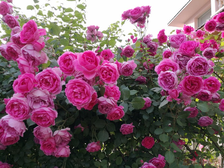 Parade Climbing Rose – Large Pink Blooms, Vigorous Hardy Climber, Live Potted Plant