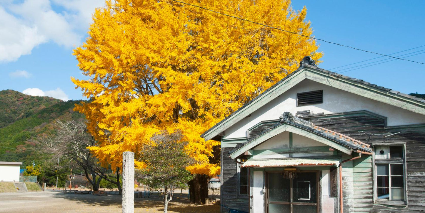 Japanese Ginkgo Tree, Potted 银杏，銀杏イチョウ