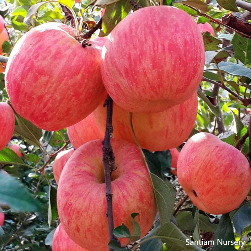 Japanese Rainbow Fuji Apple Tree, bare root, 条纹富士，ふじりんご