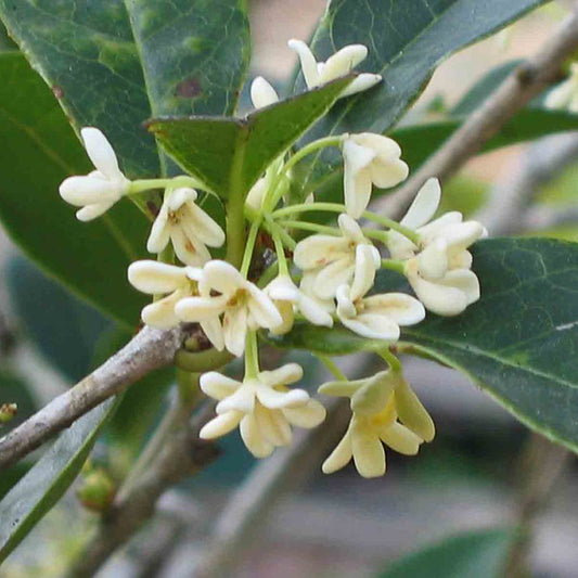 Sweet Osmanthus fragrans 'Semperflorens' tree,Fragnant Tea Olive, one gallon, 四季桂，四季木犀の花 ,year-round blooming