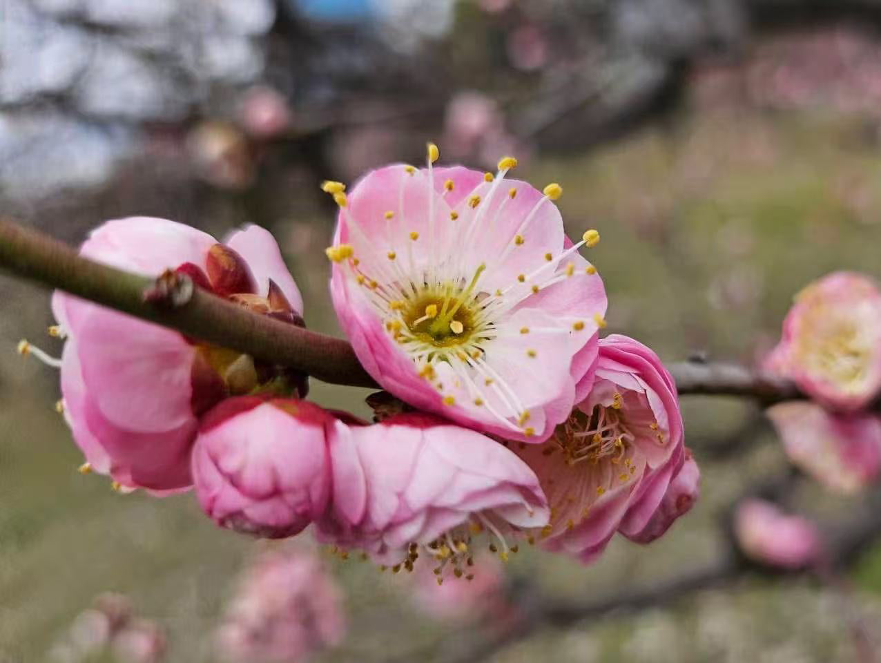 Fufen Ume, Flowering Apricot Tree, 傅粉梅花， 宫粉梅花, 30-36" tall